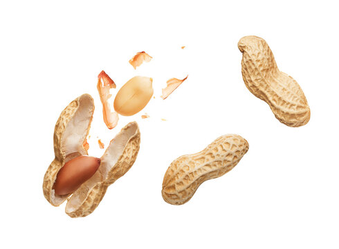Shelled Peanut exporter in India